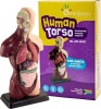 Greenbean Learning Greenbean Anatomically Accurate Model Kit - Human Torso Photo