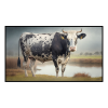 Fancy Artwork Canvas Wall Art :Nguni Bull with Spots - Photo