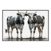 Fancy Artwork Canvas Wall Art :Two Stripped Nguni Bulls - Photo