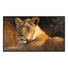 Fancy Artwork Canvas Wall Art :Fierce Female Lion Staring - Photo