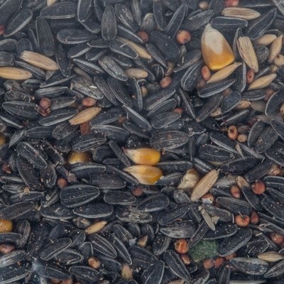 Photo of Complete Parrot Sunflower Seed Mix