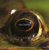 Frog's Eye Photo