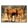 Fancy Artwork Canvas Wall Art :Two Mashona Cattle Standing - Photo