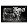 Fancy Artwork Canvas Wall Art :Two Nguni Bulls With Spots - Photo