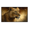 Fancy Artwork Canvas Wall Art :Female Lion - Photo