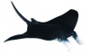 CollectA Manta Ray - Medium Photo