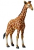 CollectA Reticulated Giraffe Calf Photo
