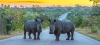 Infinity Mouse Pad - Rhino Photo