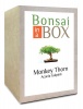 Bonsai in a box - Monkey Thorn Tree Photo