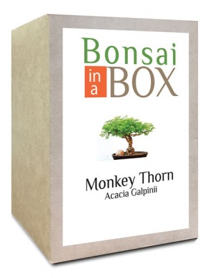Photo of Bonsai in a box - Monkey Thorn Tree