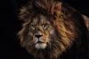 Composite Framed Canvas 50 x 75 African Lion Photo