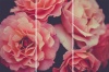 MDF 3 Piece Collage Coral Peonies Photo