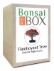 Bonsai in a Box - Flamboyant Tree Photo