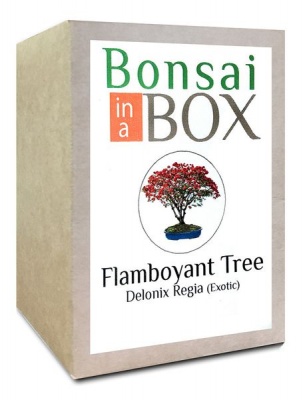 Photo of Bonsai in a Box - Flamboyant Tree