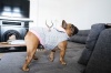 Dogs Life Just Chill Elephant Winter Cape Light Grey Photo