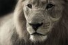 Composite Framed Canvas Lion Photo