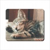 Mouse Pad - Sleeping Striped Kitten Photo