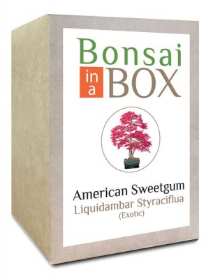 Photo of Bonsai in a box - American Sweetgum
