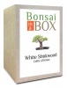 Bonsai in a box - White Stinkwood Tree Photo