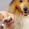 Pet Nail Toe Clipper Photo