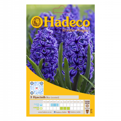 Photo of Hadeco Hyacinths - Blue - 2 x 3 bulbs
