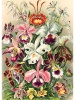 The Puzzle Monkey - "Orchid Opulence" 1000 Piece Jigsaw Puzzle Photo