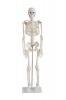 Human Skeleton Model Photo
