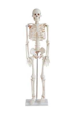 Photo of Human Skeleton Model