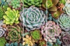 MDF 3 Piece Collage Succulent Bouquet Photo