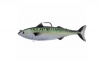 Live Target Atlantic Mackerel Photo