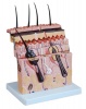 Skin Section Model Photo