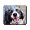 Mouse Pad - Cute Border Collie Photo