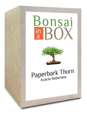 Photo of Bonsai in a box - Paperbark Thorn Tree