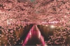 Graffiti Laptop Skin Pink Blossoms Photo