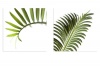 2 x Canvas Prints Cycad Collection 1 Photo