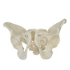 Human: Female Pelvis Skeleton Model Photo