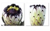 2 x Protea Canvas Prints Photo
