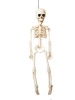 Umlozi Halloween Skeleton - Plastic Adjustable Skeleton 91 cm Photo