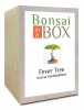 Bonsai in a box - Fever Tree Photo