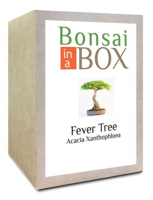 Photo of Bonsai in a box - Fever Tree