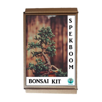 Photo of Spekboom Carbon Plant Elephant bush Portulacaria Afra Bonsai Kit