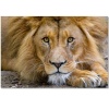 Large A1 size Canvas Print – Lion Photo