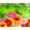 BENGATOUCH Paint by Numbers for Adults - Colourful Daisies Photo