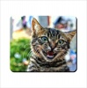 Mouse Pad - Playful Kitten Photo