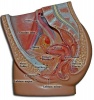 Anatomical Female Urogenital System Model Photo