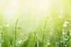 Graffiti Laptop Skin Grass Water Drops Photo