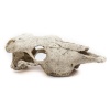 Buffalo Skull for Terrarium Photo
