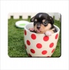 Mouse Pad - Chihuahua Puppy Photo