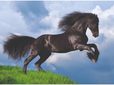 Photo of Clementoni Adult 500 Pieces Puzzles - Fresian Black Horse