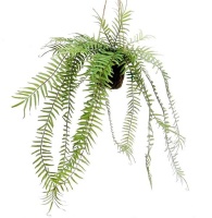 Hanging Fern Plant and Moss Pot